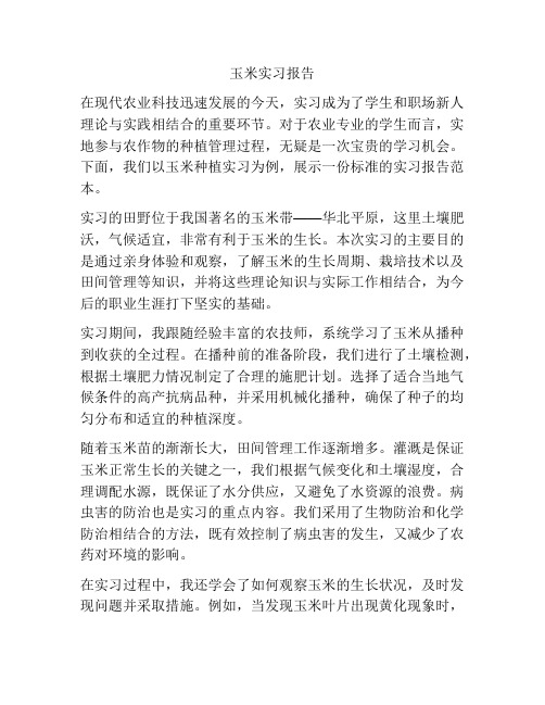 玉米实习报告