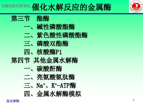 催化水解反应的金属酶