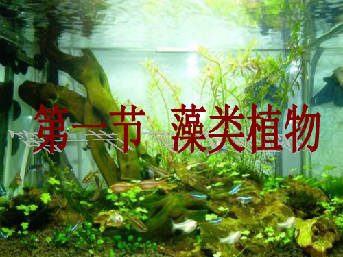 鲁科版(五四学制)六年级生物下册生物第三单元第一章第一节藻类植物课件  (共35张PPT)