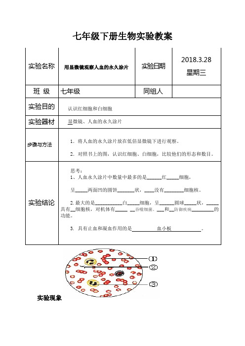 用显微镜观察人血的永久涂片(好)