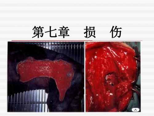 兽医外科学第二章创伤总结
