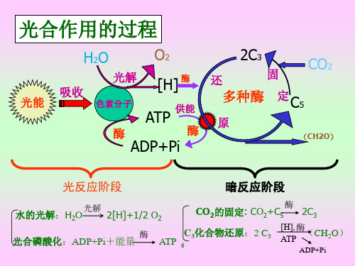 李合生植物生理学光合作用描述