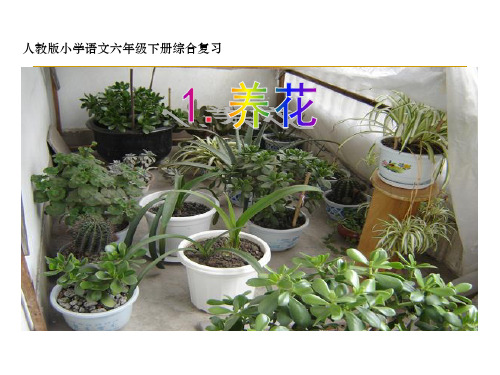 六年级下册综合复习《养花》优秀课件