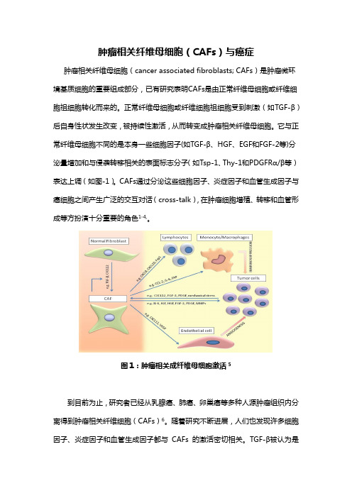 肿瘤相关纤维母细胞(CAFs)与癌症