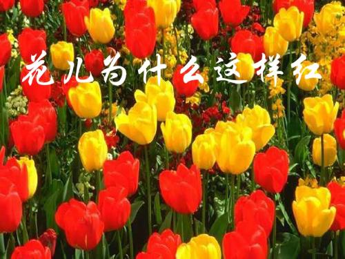 苏教版初中语文八年级上册8上《花儿为什么这样红》