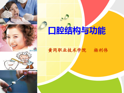 口腔解剖生理学——牙的一般知识 ppt课件
