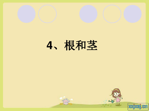 根和茎