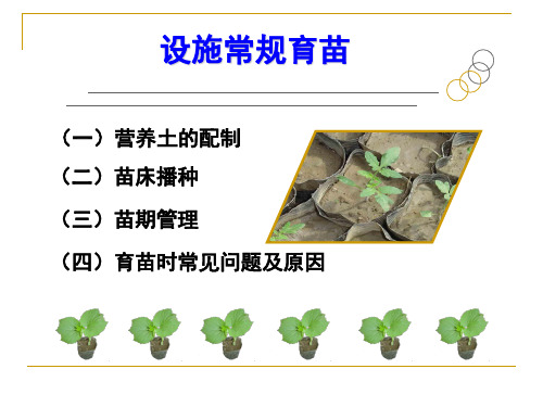 设施常规育苗