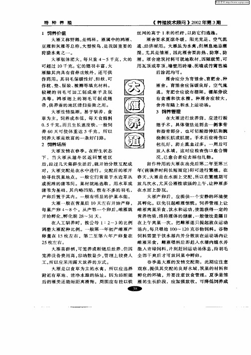 大雁养殖