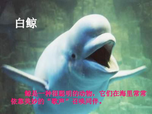北师大版语文第五册《喜爱音乐的白鲸》PPT课件2