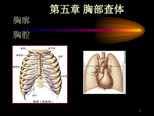 临床诊断学：第五章 胸部查体