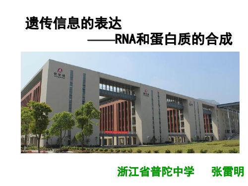 浙科版生物必修二 3.4 遗传信息的表达—RNA和蛋白质的合成 课件 (共14张PPT)