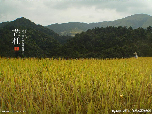 芒种的英文介绍PPT课件