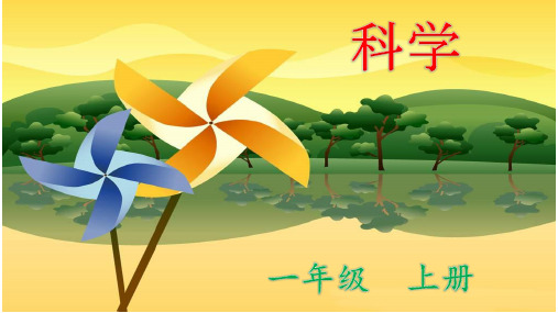 一年级上册科学-《我们知道的植物》教科版(36张ppt)公开课课件