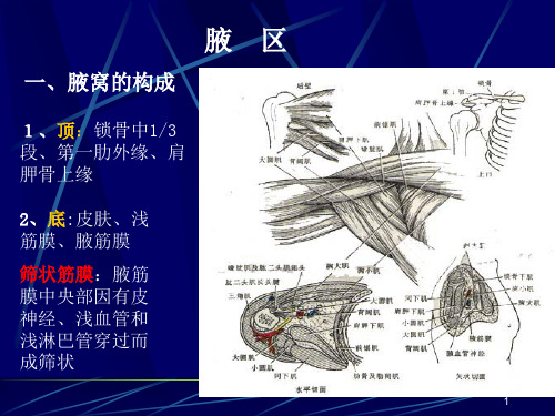腋区