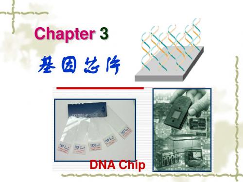 chip-03基因