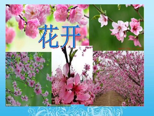 开花和结果 ppt课件