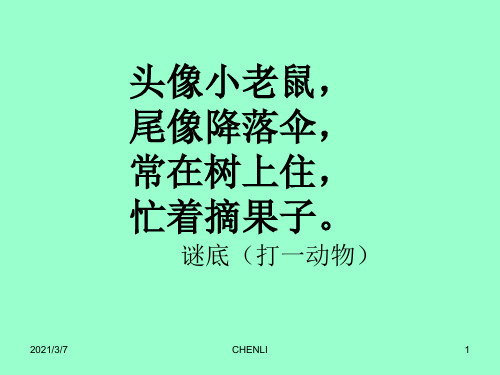 松鼠和松果PPT课件