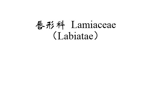 唇形科(一) - 加图