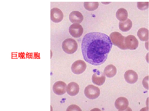 巨噬细胞PPT课件