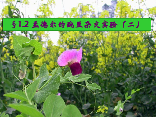 两对相对性状的杂交实验