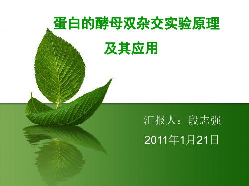 蛋白的酵母双杂交实验原理及其应用