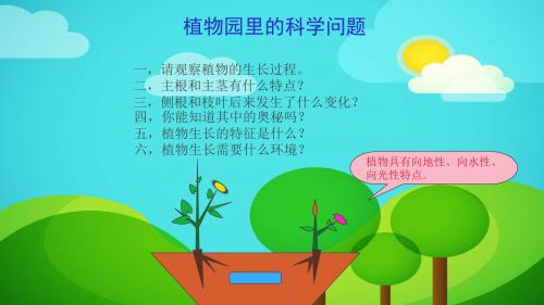 植物生长过程