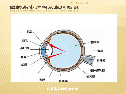 眼部基础知识培训课件