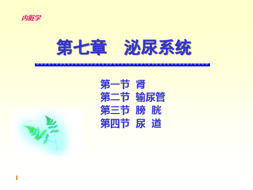 泌尿系统和呼吸系统课件