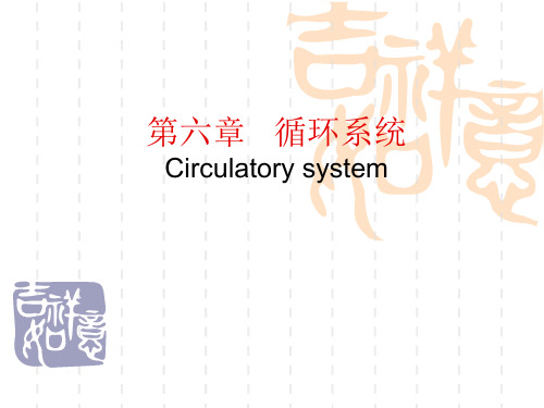 循环系统PPT
