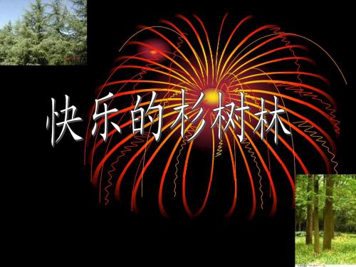 快乐的杉树林
