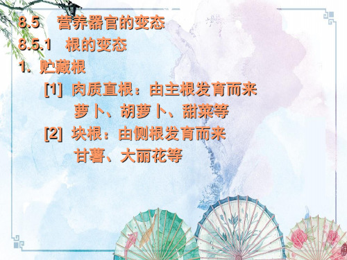 【生物竞赛 植物学】05 营养器官的变态