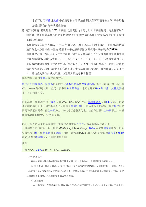 铁皮石斛组织培养