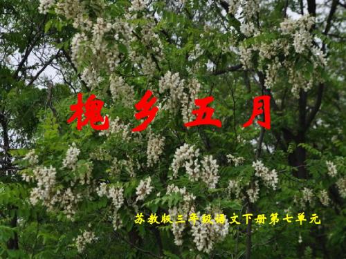 苏教版三年级语文下册《槐乡五月 》PPT汇报课课件