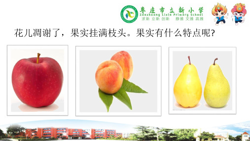 2020新教材青岛版小学科学三年级下册12植物的果实教学课件