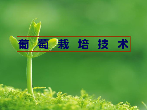 葡萄栽培技术PPT课件