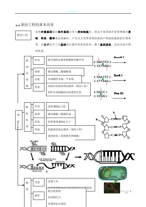 高中生物基因工程