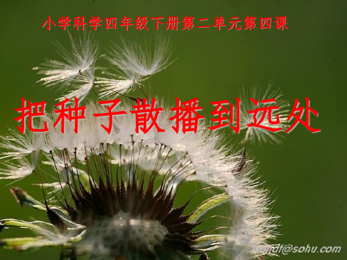 教科版小学科学四年级下册《把种子散播到远处》完整ppt课件