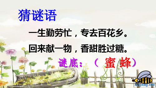 冀教版三年级语文下册《二单元  9. 蜜蜂》公开课课件_34