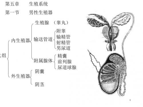 生殖系统彩色图解