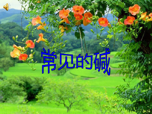中考化学一轮复习---常见的碱复习教学课件 (共25张PPT)