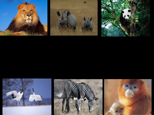 人教版必修三unit 4  wildlife protection reading 课件 