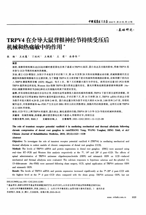 TRPV4在介导大鼠背根神经节持续受压后机械和热痛敏中的作用
