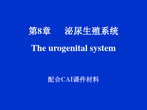 泌尿生殖系统