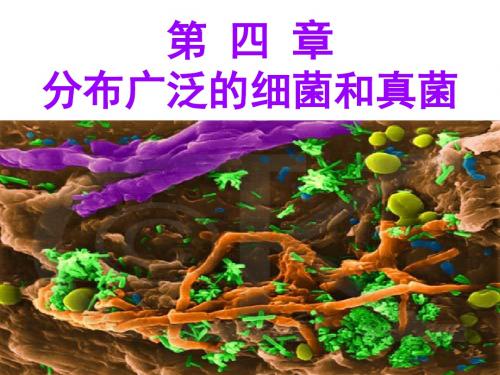 一生何求 分布广泛的细菌和真菌
