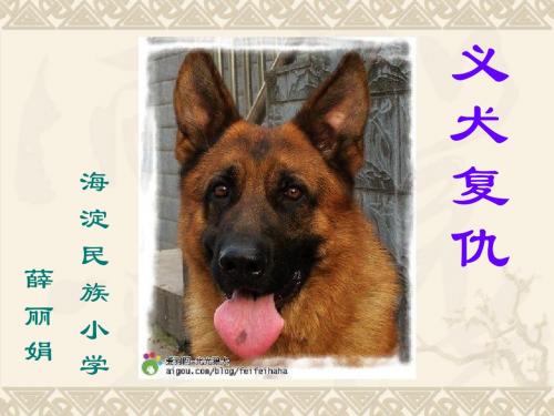 教育部参赛  义犬复仇   薛丽娟