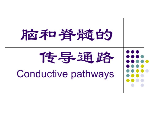 脑和脊髓的传导通路