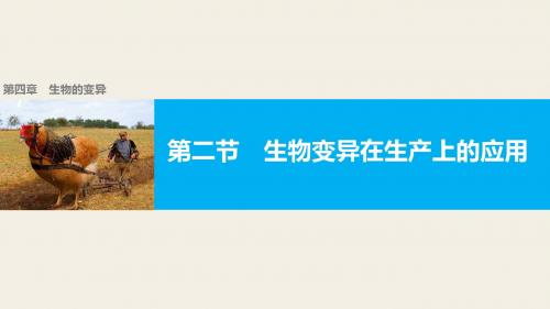 浙科版必修二 4.2生物变异在生产上的应用 课件(49张)
