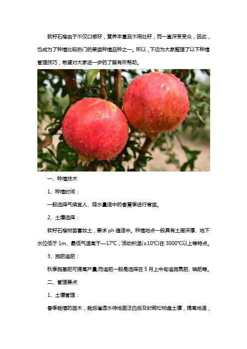 软籽石榴树苗种植管理