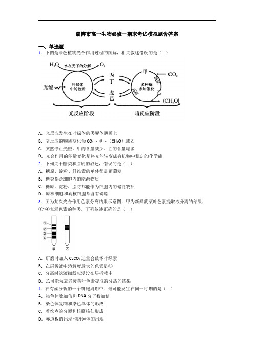 淄博市高一生物必修一期末考试模拟题含答案